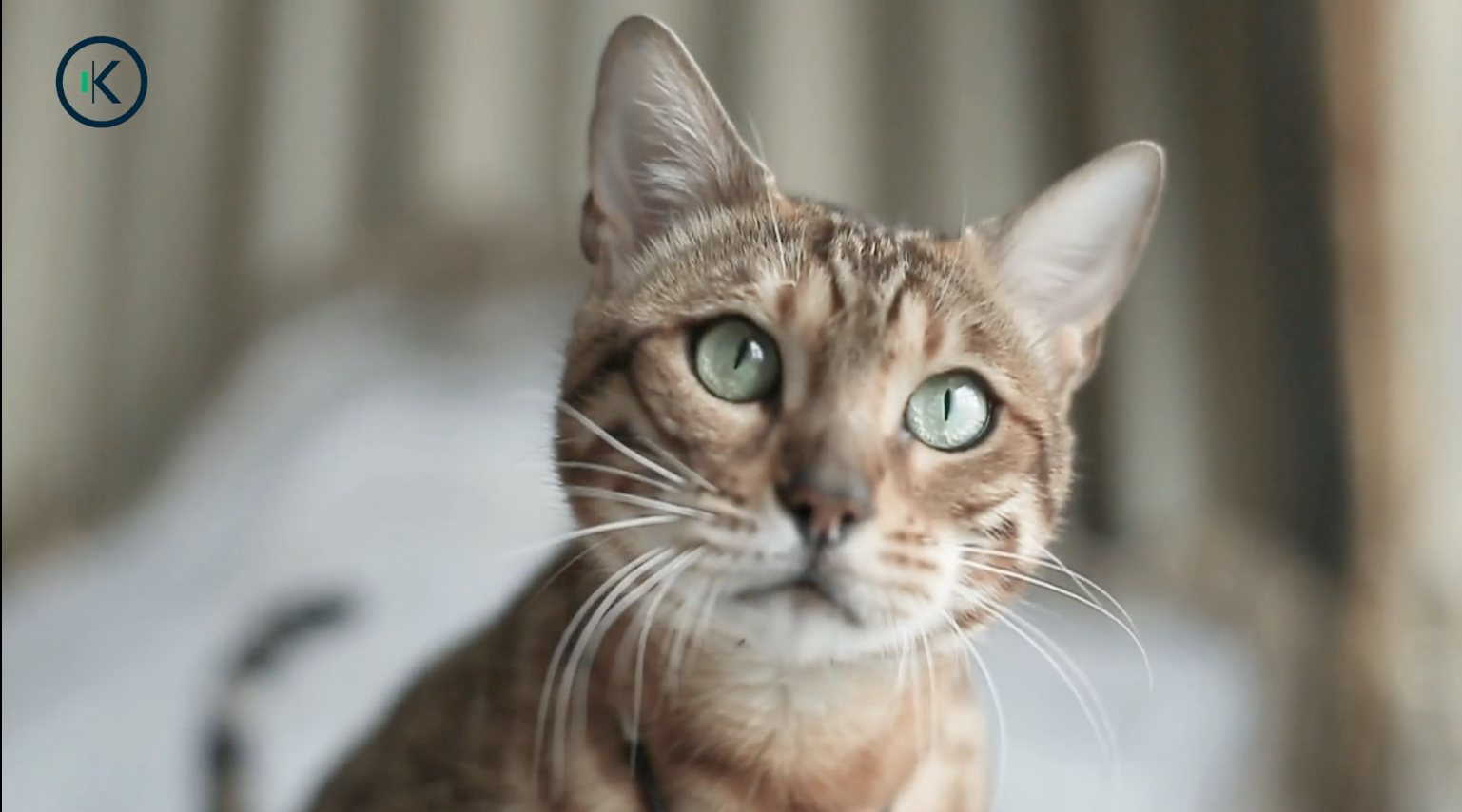 Beyond Human: How Bioelectronics Is Innovating The Animal Market