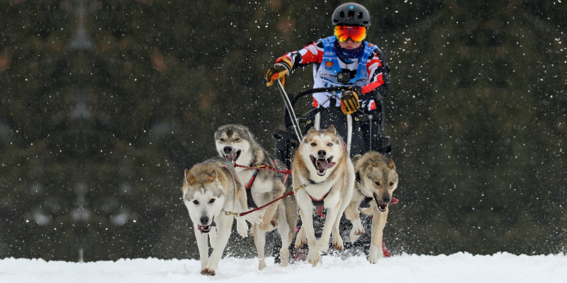 UK's #1 Female Sled Dog Racer, Vickie Pullin, Teaches Us What It Takes To Reach The Top